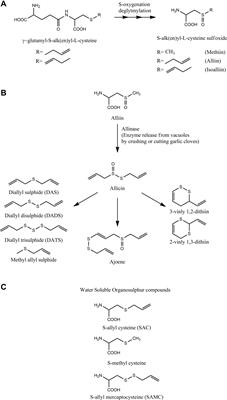 Antibacterial Properties of <mark class="highlighted">Organosulfur Compounds</mark> of Garlic (Allium sativum)